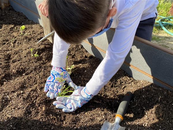 National School District student planting a plant